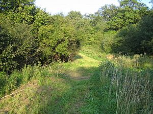 Grendon Wood 6 - geograph.org.uk - 1261285