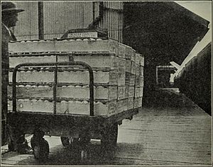 Harvesting and handling California peaches for eastern shipment (1922) (14597643410)