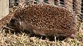 Hedgehogleft