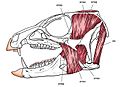 Heterodontosaurus jaw muscles