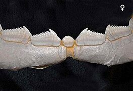 Hexanchus griseus lower teeth female