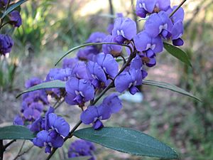 Hovea elliptica