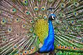 Indian peafowl