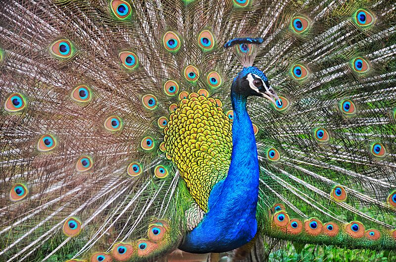 Indian peafowl
