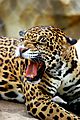 Jaguar - Cameron Park Zoo - Waco, Texas