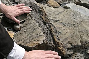 Joggins nova scotia fossil 2006