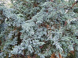 Juniperus squamata0