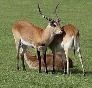 Kob Antelope