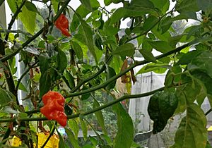 Komodo Dragon Chili plant with three fruits