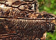 Kuuse-kooreürask ja tegutsemisjäljed Ips typographus