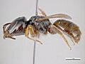 Lasioglossum hemichalceum