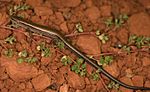 Little Brown Skink Scincella lateralis