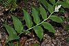 Maianthemum racemosum 4930.JPG