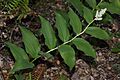 Maianthemum racemosum 4930