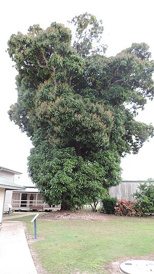 Mango tree at rear of Cardwell Bush Telegraph, 2016