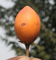 Maulsari (Mimusops elengi) ripe fruit in Kolkata W IMG 2833