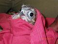 Mauritius Kestrel born in Kestrel Valley Mauritius3