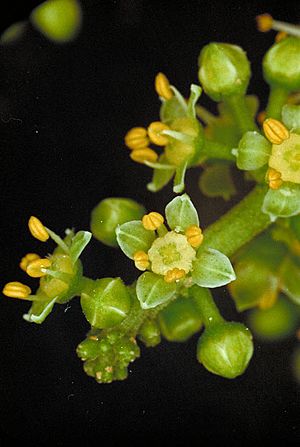 Melicope xanthoxyloides.jpg