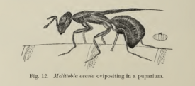Melittobia acasta ovipositing Graham-Smith 1919 Figure 12 20