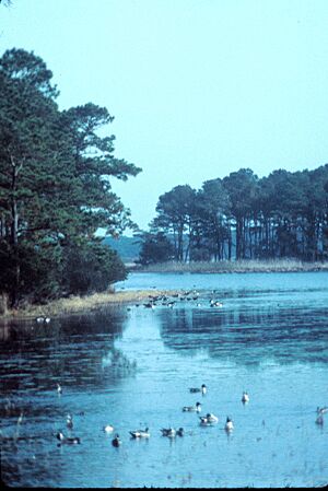 Morning at Chincoteague National Wildlife Refuge