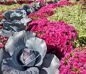 Mums and cabbage