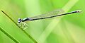Nehallenia irene female