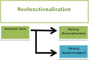 Neofunctionalization after a gene duplication event