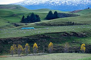 New Zealand - Landscape - 8674