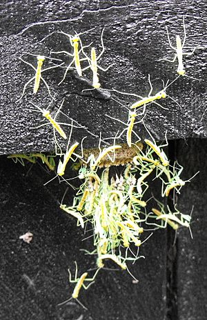 New Zealand Praying Mantises, Orthodera novaezealandiae, hatching.