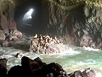 Oregon Sea Lion Cave