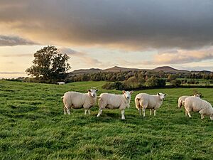 Park-hill-skipton-sheep