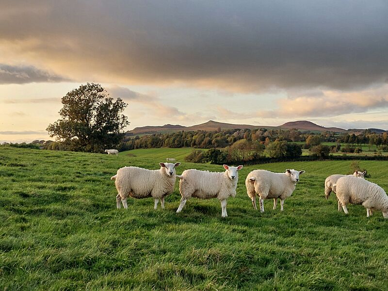 Park-hill-skipton-sheep