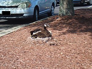 ParkingLotMotherCanadaGoose