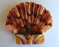 Pecten novaezelandiae (flat valve)