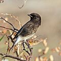 Pied bushchat (Saxicola caprata bicolor) male Jojawar