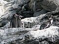 Pinguinos-Humboldt Isla Choros Chile