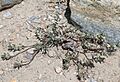 Polygonum shastense white bonsai