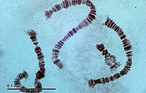 Polytene chromosomes (26 2 97) Salivary glands of nonbiting midges larvae (Chironomidae)