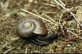 Powelliphanta marchanti DOC 1986