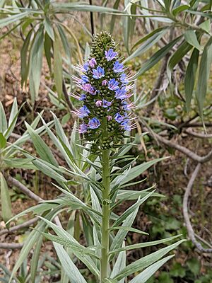 Pride of Madeira by Hale Creek Mary Stutz Path