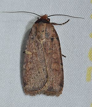 Protolampra brunneicollis – Brown-collared Dart Moth (14607115454).jpg