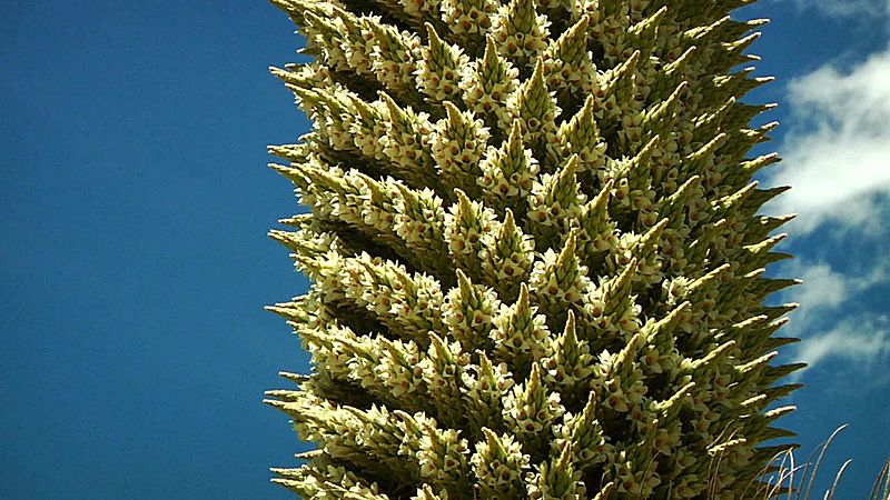 Puya raimondiii en quebrada Carpa