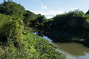 Río Jaibo DSC01626