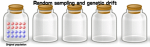Random sampling genetic drift
