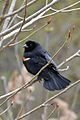 Red-winged Blackbird (Agelaius phoeniceus), Male - Oakville, Ontario 03