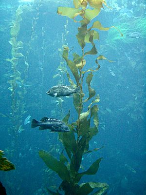 Rockfish around kelp Monterey Bay Aquarium