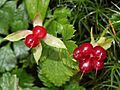 Rubus pedatus (fruits)