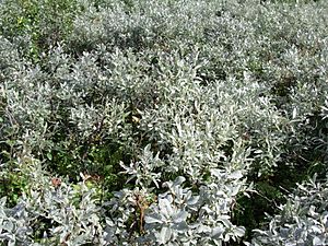 Salix lapponum L