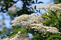 Sambucus nigra 2004 c