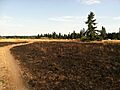 Scattercreek burned